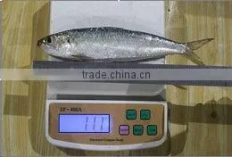 70-80 Fresh Cheap Frozen Fish Frozen Sardine Fish thumbnail-1