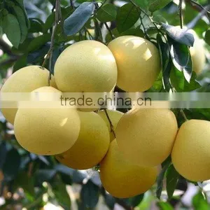 Chinese Fresh Pomelo thumbnail-1