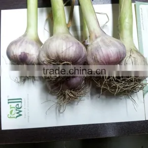 Red Garlic thumbnail-1