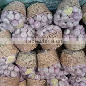 Garlic Type and Fresh Style Fresh White Garlic thumbnail-1