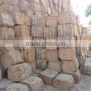 Wheat Straw thumbnail-1