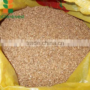 CORIANDER. thumbnail-5
