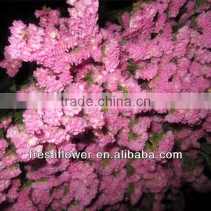 Red Myosotis Sylvatica Fresh Flower thumbnail-1