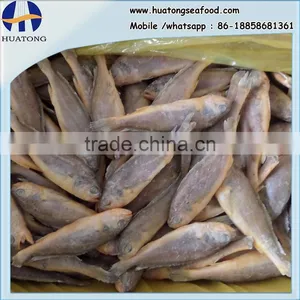 Frozen Wild Yellow Croaker IQF50-70g ,bulk in Carton thumbnail-1