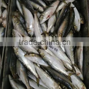 Frozen Sardine For Bait thumbnail-3