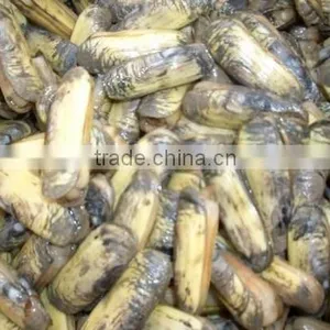 Frozen Razor Clam Vacuum Pack thumbnail-1