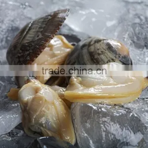America Standard Short Necked Clam Meat thumbnail-3