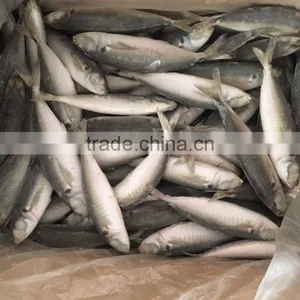 IQF Light Caught Frozen Round Scad Frozen Horse Mackerel thumbnail-4
