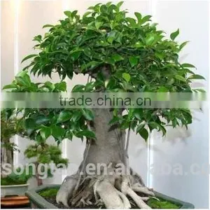 Artificial Bonsai Tree Topiary Gingseng Ficus Bonsai Tree thumbnail-5