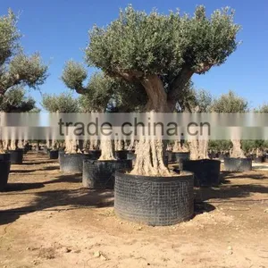Olive Tree - Olea Europaea Regional Ejemplar thumbnail-5
