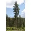 Pine Tree Tower thumbnail-1