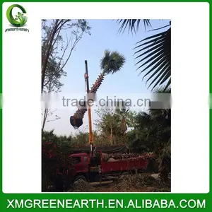 Washingtonia Robusta Palms Trunk 3m thumbnail-2