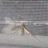 Window Screen thumbnail-1