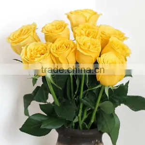 Fresh Rose High Quality Flower Single Rose For Sale thumbnail-1