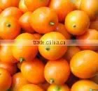 Fresh Kumquat thumbnail-1