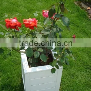 Planter Box thumbnail-4