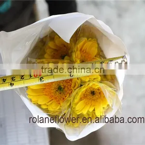 Low Price And Best Quality Fresh Gerbera Fresh Cut Flowers For Wedding - Sunshine Coast thumbnail-4