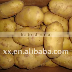 Fresh Holland Potatoes for Sale thumbnail-1