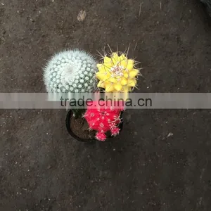 Baby Cactus Plant thumbnail-1