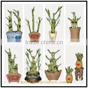 Small Lucky Bamboo Flower Pot thumbnail-5