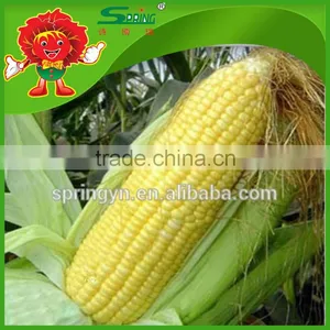 Sweet Yellow Corn/yellow Corn Price Yellow Corn for Human Consumption thumbnail-1