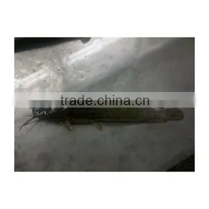 Catfish From Xiamen HHF Frozen Fish Company thumbnail-1