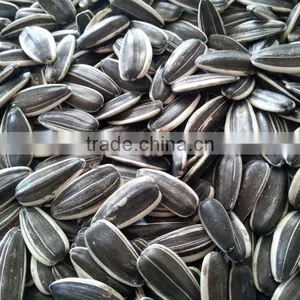 Sunflower Seeds 5009 24/64, 24/68 thumbnail-2