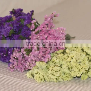 Fresh Cut Myosotis Sylvatica Flowers From Kunming Flower Planting Base thumbnail-4