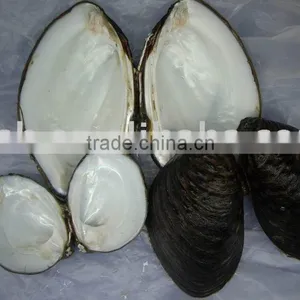 Raw Chinese Freshwater Mussel Shell thumbnail-1