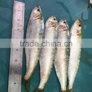 Sardine thumbnail-2