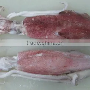 FROZEN WHOLE ROUND SQUID (U5,U7,U10) thumbnail-1
