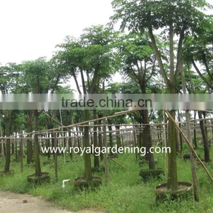 Heteropanax Fragrans (Roxb.) Ornamental Plants thumbnail-1