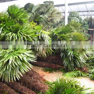 Outdoor Palm thumbnail-1