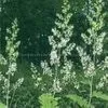 Supply Macleaya Cordata Extract thumbnail-1