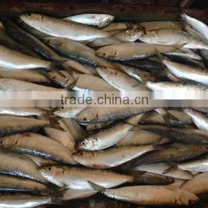 Lighting Purse Seine Sardinella Longiceps thumbnail-1