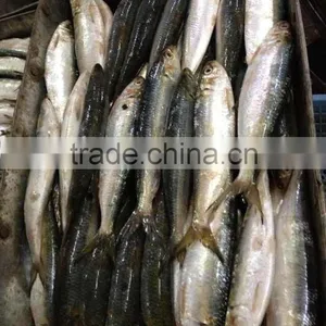 High Quality Sardinella for Bait thumbnail-1