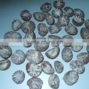 Betel Nuts thumbnail-1