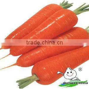 Fresh Carrot In Organic Vegetables,Wholesale Carrots thumbnail-5
