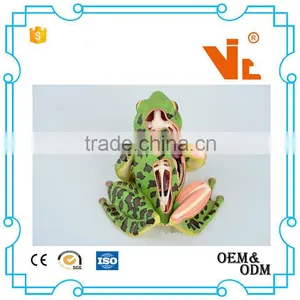 V-AM058 4D MASTER Frog Specimen Anatomical Model thumbnail-3
