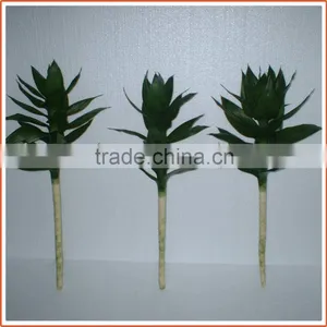 40cm Lotus Lucky Bamboo Air Bonsai Tree Dracaena Sanderiana Indoor Water Aquatic Feng Shui Plants Nursery Garden Decoration thumbnail-3