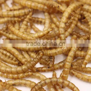 Dried Mealworms High Protein thumbnail-1