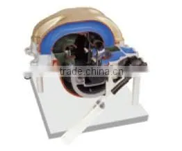 Anatomical Inductive Switch System Model of Automotive Training Equipment thumbnail-1