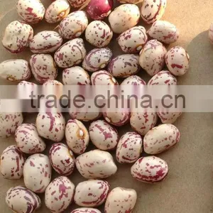 Kidney Beans New Crop; thumbnail-2