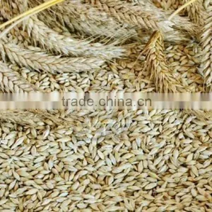 Barley Seeds thumbnail-2