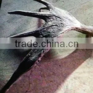 Dry Elk Antlers thumbnail-2