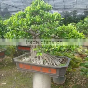Artistic Best Bonsai of Ficus Microcarpa thumbnail-6