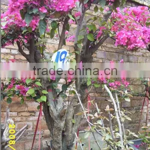 Bougainvillea Glabra Live Plants Live Bonsai thumbnail-2