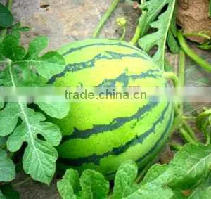 Macroelement Fertilizer Completely Water Soluble Liquid thumbnail-5