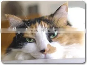 Pet Product Cat Food Kitten Formula thumbnail-6