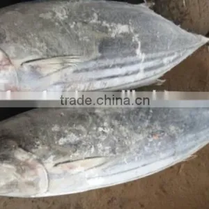 Sikpjack Tuna Meat/frozen Skipjack thumbnail-2